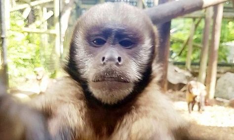 Birmingham monkey steals iPhone to take a SELFIE Monkey Taking Selfie, Capuchin Monkey, Wildlife Conservation, Primates, Birmingham, Take That, Iphone, Animals