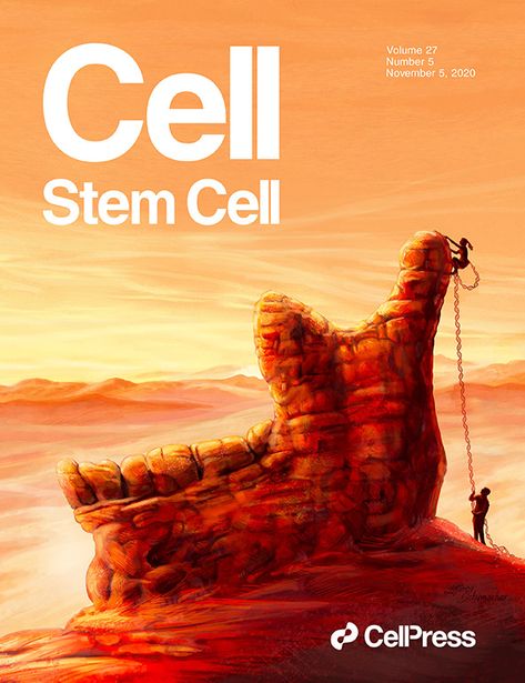 Stem Cells Art, Science Artwork, Healthcare Ads, Barren Landscape, Scientific Journal, Brain Art, Cell Cover, Physics And Mathematics, Illustration Animation