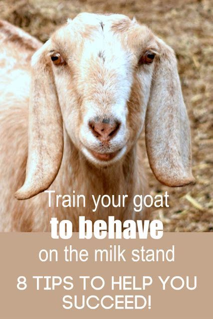 You NEED these 8 tips if your goat won't stand still to be milked! You CAN train her to behave while on the milkstand, and these tips will help you succeed. #dairygoat #milkgoat #trainagoat Goat Milking Station, Goats For Milk, Milk Goats, Goat Breeds, Keeping Goats, Goat Shelter, Goat Milking, Homestead Blog, Female Goat