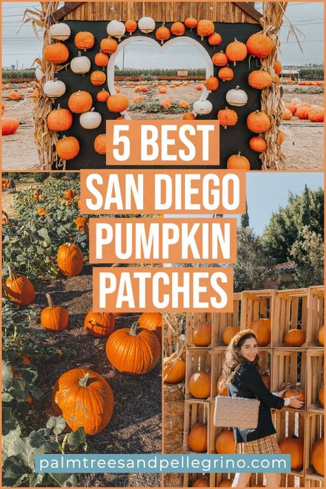 5 Best San Diego Pumpkin Patches. Things to do in San Diego in the fall. Fall in San Diego. Pumpkin patch photo ideas Halloween In San Diego, San Diego Fall Activities, San Diego Halloween, Pumpkin Patch San Diego, San Diego Outfits Fall, Pumpkin Patch Photo Ideas, San Diego Bucket List, San Diego Fashion, San Diego Neighborhoods