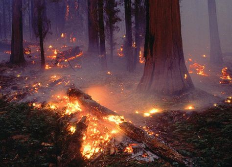 beatinglikeamothswings: “ via lolita ” Sequoia Forest, Yennefer Of Vengerberg, Remote Viewing, Forest Fire, Story Inspiration, Interior Art, Overwatch, National Geographic, Pollution