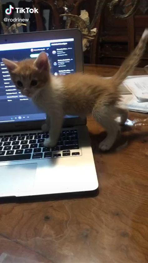 Meonk! on Twitter: "https://t.co/dAxeiTCPfX https://t.co/8QCutpUmtI" / Twitter Cat Sounds, Worlds Cutest Animals, Funny Sounds, Get Scared, Funny Animals With Captions, Get Angry, Pet Cats, Cute Little Kittens, Cutest Animals