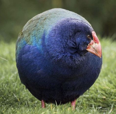 Nature is Lit on Twitter: "🔥 The Takahē bird was once thought to be extinct but they were rediscovered in 1948 in Fiordland.… " Bbc Earth, Bird Beaks, Flightless Bird, Rare Species, Feral Cats, Colorful Bird, Animal Companions, South Island, Wildlife Animals