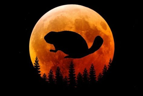 Beaver Full Moon, December Full Moon, November Full Moon, Beaver Moon, Time And Tide, White Moon, Chinese Mythology, November 12th, Divine Light