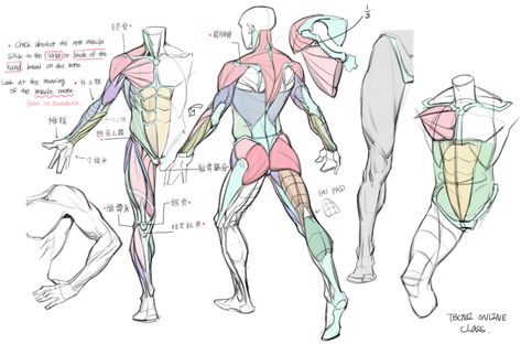 ArtStation - Online Class demo and old project, TB Choi Simple Anatomy, Sketch Anatomy, Tb Choi, Anatomy Tips, Anatomy Tutorial, Drawing Lesson, Human Anatomy Drawing, Muscle Anatomy, Human Anatomy Art