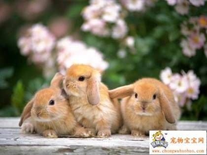 Bunnies :) - Babies Pets and Animals Photo (16771980) - Fanpop ... Rabbit Wallpaper, Bunny Wallpaper, Image Chat, Funny Bunnies, Baby Bunnies, Bugs Bunny, Animal Wallpaper, Sweet Animals