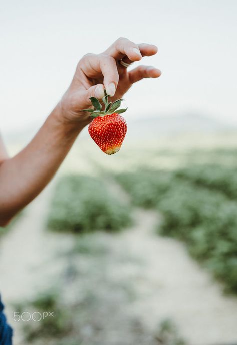 Fresh picked strawberries held in woman's hand by Gabriela Tulian / 500px Holding Strawberry, Rustic Food Photography, Instagram Portfolio, Moody Food Photography, Strawberry Farm, Berry Picking, Strawberry Picking, Homemade Cooking, Strawberry Patch