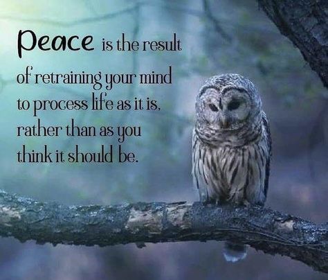 Owl Quotes, Spirit Animal Meaning, Owl Wisdom, Pema Chodron, Animal Spirit Guides, Energy Healing Spirituality, Awakening Quotes, Quotes Deep Meaningful, Insightful Quotes