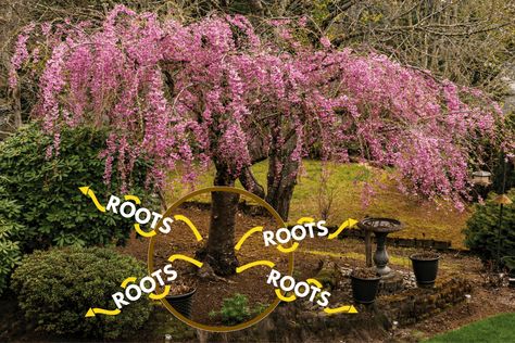 Are Weeping Cherry Trees Invasive? Weeping Cherry Tree Care, Pink Weeping Cherry Tree, Weeping Cherry Tree Landscaping, Weeping Redbud Tree, Weeping Cherry Blossom Tree, Yoshino Cherry Tree, Weeping Trees, Weeping Cherry Tree, Weeping Cherry