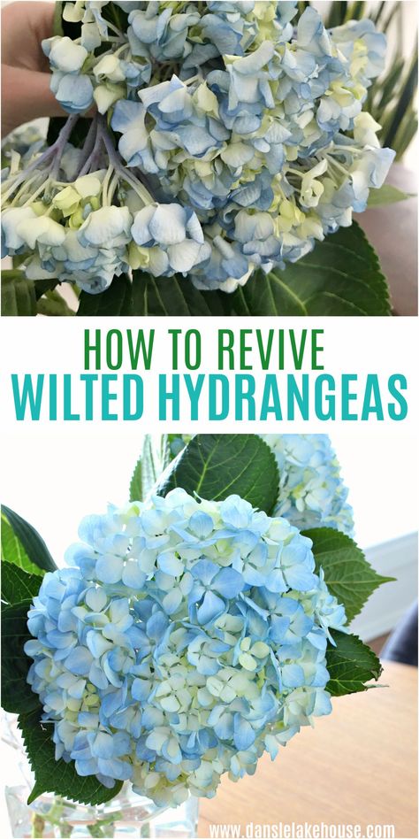 INCREDIBLE BEFORE & AFTER! How to Revive Wilted Hydrangeas. Did your cut hydrangeas wilt? Here's how you can revive hydrangeas! Click through for my wilted hydrangea tips and see the before and after - ONE HOUR later! It's amazing. Plus I share what I learned about preventing hydrangeas from wilting after being cut. You can use this to revived wilted hydrangea blooms from the grocery store or fresh from the garden. And learn how to keep hydrangeas from wilting again. One Hour Later, Hydrangea Plant Care, Flower In A Vase, Hydrangea Vase, Hydrangea Bloom, Garden Remedies, Hydrangea Care, Growing Hydrangeas, Blue Hydrangeas