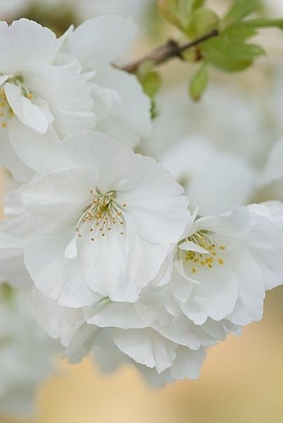 Finding Neverland Spring Is In The Air, White Garden, Spring Beauty, White Gardens, Deco Floral, Spring Blossom, Apple Blossom, Arte Floral, Flowering Trees