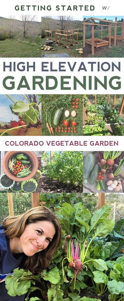 Colorado Vegetable Garden | High Elevation Gardening High Altitude Gardening, Container Vegetable Garden, Colorado Gardening, Organic Backyard, Colorado Garden, Gemüseanbau In Kübeln, Indoor Vegetables, Vegetable Gardening Ideas, Plants Tips