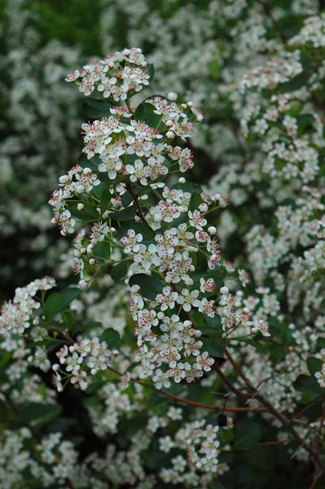 Bog Garden, Waterwise Garden, Gardening Zones, Clay Soil, House Landscape, Native Garden, Flowering Shrubs, Bird Garden, Trees And Shrubs