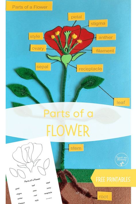 Parts of a Flower Craft with free printable labels! #funlearning #freebies #teachmemommydotcom Parts Of A Flower Craft, Parts Of Flower, Parts Of Speech Games, Flower Crafts For Kids, Flower Science, Flowers For Kids, Teaching Stem, Plant Crafts, Flower Model