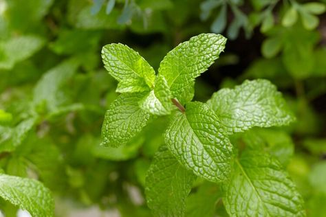 How to Propagate Mint from Cuttings to Enjoy an Abundance of Flavorful Leaves — Better Homes & Gardens Propagate Mint, Herbs To Grow Indoors, Best Herbs To Grow, Growing Herbs Indoors, Herbs To Grow, Mint Plants, Subscription Gifts, Growing Indoors, Better Homes And Gardens