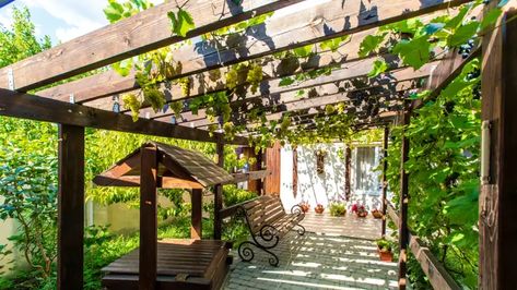 Fast Growing Vines, Boston Ivy, Creeping Vines, Climbing Flowers, Growing Vines, Virginia Creeper, Pergola Ideas, Covered Pergola, Growing Roses