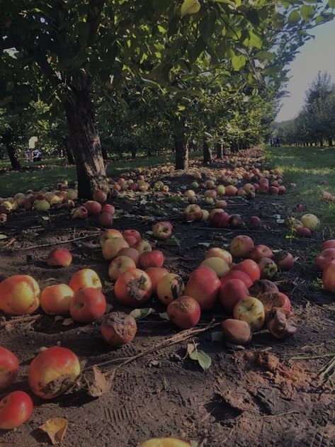 #apple #orchard #nature #aesthetic Apple Orchard Aesthetic, Orchard Aesthetic, Black River, Apple Orchard, Best Seasons, Nature Aesthetic, Apples, Sweet Home, Black