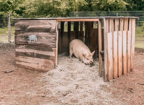 𝓣𝓪𝓻𝓪’s Instagram post: “If you missed my stories yesterday, we had to replace the floor in the pig hut. It was originally made with a cheaply made pallet. This hut…” Pig Hut Ideas, Pallet Pig Shelter, Pallet Pig Pen, Pig Shelter Diy, Pig House Ideas, Pig Hut, Pig Shelter, Pig Feeder, Animal Enclosures