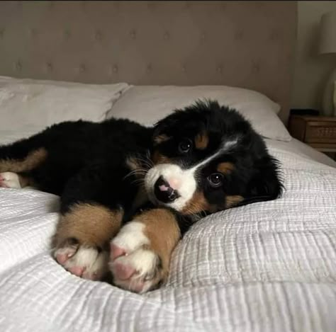 The Cutest Dogs In The World, Baby Bernese Mountain Dog, Barnes Mountain Dog, Bernese Mix Dogs, Bernes Mountain Dog, St Bernard Puppy Aesthetic, Bernie’s Mountain Dog, Bernese Mountain Dog Puppy Aesthetic, Saint Bernese Mountain Dog