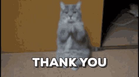 Thank You Cat GIF - Tenor GIF Keyboard - Bring Personality To Your Conversations | Say more with Tenor Funny Thank You Gif, Thank You Cat Meme, Thank You Memes, Thank You Gifs, Watch Gif, Funny Thank You, Mom Truth, This Meme, Cat Meme