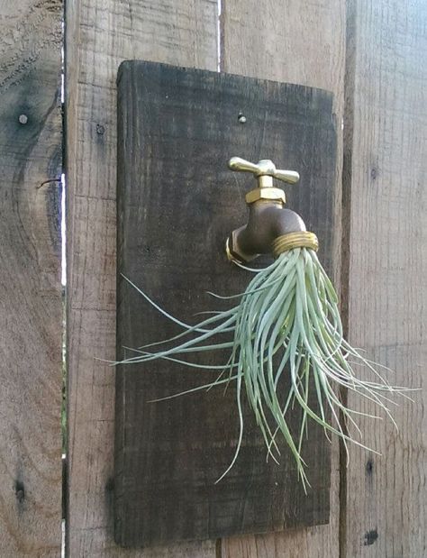 Air Plants Diy, Air Plant Garden, Plant Display Ideas, Air Plants Decor, Cactus Terrarium, Succulent Display, Air Plant Display, Plants Growing, Air Plant Terrarium