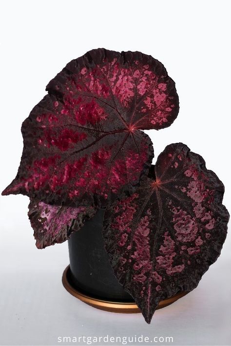 Rex Begonia Care, Begonia Care, Wall Hanging Plants, Rex Begonia, Vertikal Garden, Goth Garden, Plant Goals, Gothic Garden, Smart Garden