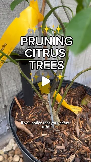 Deserae Lindsley on Instagram: "All citrus trees in Texas are grown on grafted rootstock to avoid Citrus Greening. Citrus Greening is a very contagious disease that could be the end of citrus in the US. Growing citrus trees from seed is highly discouraged. 

#citrustrees #pruning #lemontree #limetree #orangetree #gardening #lemons #lines #oranges #garden #howtogarden #howto #texasgardeningtips #tipsandtricks #tips #backyardgarden #backyardgardening #garden" Pruning Citrus Trees, Prune Lemon Tree, Growing Citrus, Citrus Tree, Lime Tree, Citrus Trees, Orange Tree, Lemon Tree, Garden Trees