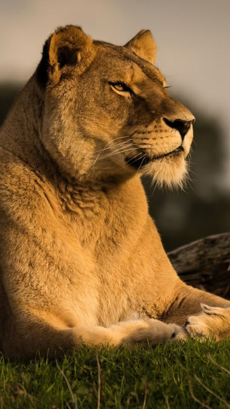 Female Lion, Animals Wallpapers, Panthera Leo, Lions Photos, Animal Lion, Lion And Lioness, Lion Wallpaper, Lion Images, Cat Reference