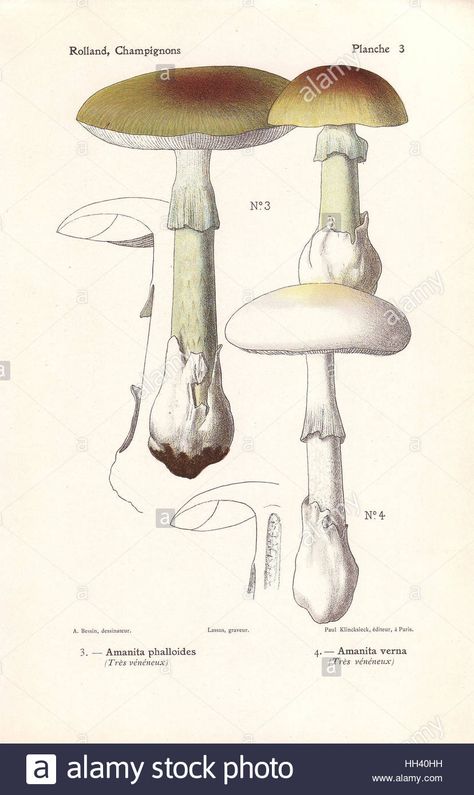 Mushroom Amanita, Cheap Poster Prints, Amanita Phalloides, Mushroom Illustrations, Poisonous Mushrooms, Mushroom Pictures, Mixed Media Art Projects, Mushroom Drawing, Art Scrapbook