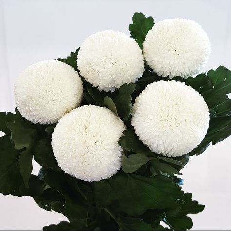 Local Flowers, Bali Island, Rare Flowers, Quiet Luxury, Chrysanthemum, Bali, Pom Pom, Daisy, Google Search