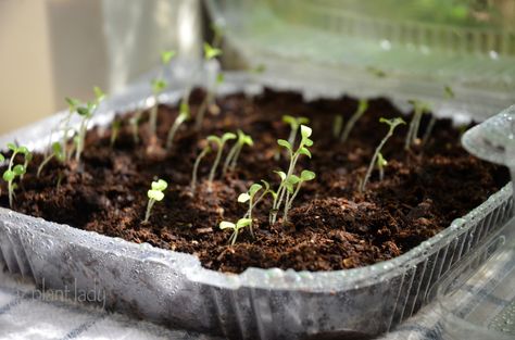 lettuce seedlings Seedlings Indoors Starting, Indoor Salad Garden, Lettuce Seedlings, When To Transplant Seedlings, Fall Vegetable Garden, Recycled Containers, Planting Lettuce, Salad Garden, Saving Seeds