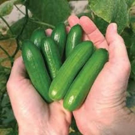 20 Seeds Cute Little Baby Cucumberf1 Very Protective Must Have to Your Garden-green Little Finger Cucumber Seeds - Etsy Veggies To Grow, Cucumber Canning, Squash Bugs, Cucumber Beetles, Garden Beds Diy, Mini Cucumbers, Edible Gardens, Medical Herbs, Cucumber Seeds