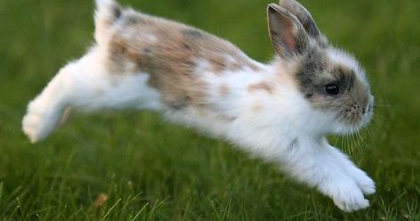 Bunny Jump, Rabbit Running, Rabbit Jumping, Bunny Mom, Cute Bunny Pictures, Bunny Stuff, Love Bunnies, Fluffy Bunny