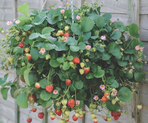 Strawberry Hanging Basket, Hobbit Life, Dream Garden Backyards, Strawberry Varieties, Alpine Strawberries, Pools For Small Yards, Front Lawn Landscaping, Backyard Covered Patios, Strawberry Plant