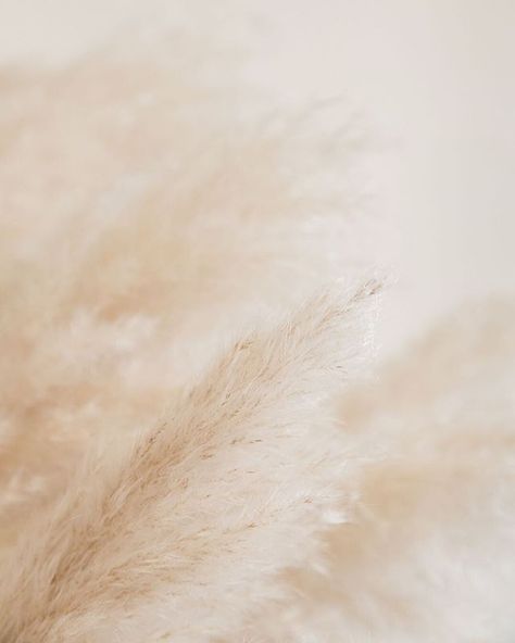 Fur Background Wallpapers, Ethereal Aesthetic Branding, White Fur Background, March Colors, August Colors, Minimalist Brand, Minimalist Branding, Brand Identity Package, Studio Branding