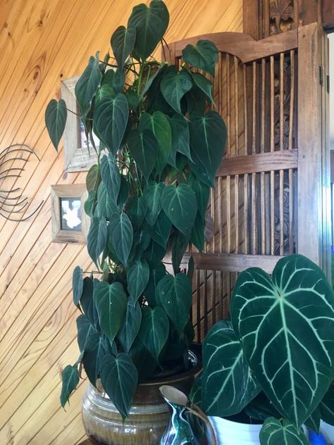 House Plants Philodendron, Micans Philodendron, Micans Philodendron Care, Philodendron Plant Varieties, Philodendron Micans Care, Philodendron Micans, Imperial Green Philodendron, Philodendron Birkin Plant, Philodendron Green Dragon