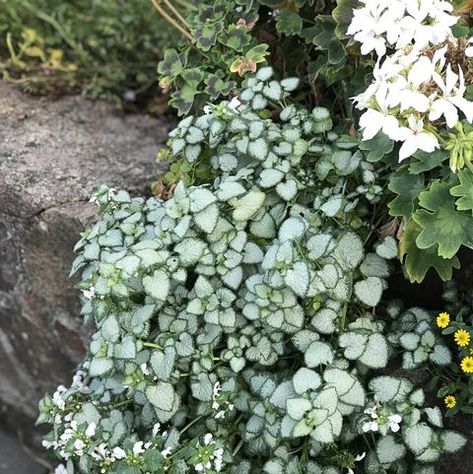 Night Blooming Plants, White Shade Garden, Moon Garden Plants, Nighttime Garden, Moon Garden Layout, Moon Garden Decor, Moon Gardens, Moon Garden Ideas, Moonlight Garden