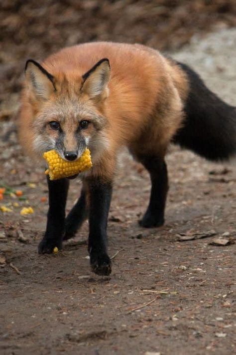 Fox Anatomy, Fox Crafts, Red Foxes, Cute Foxes, Vulpes Vulpes, Fox Pictures, Corn Cob, Fox Spirit, What Does The Fox Say