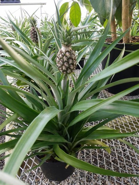 Pineapple Plant Care, Diy Pineapple Decor, Grow Pineapple Plant, Grow Pineapple, Grow A Pineapple, Pineapple Tree, Potting Plants, Pineapple Plant, Growing Pineapple