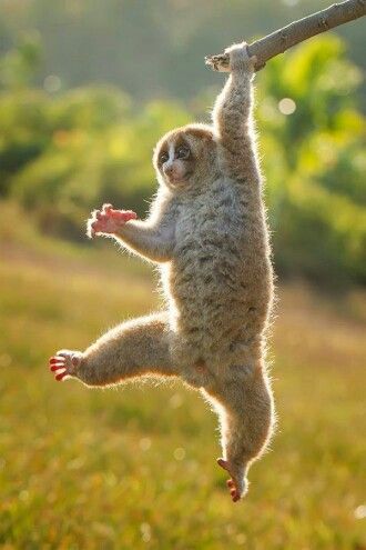 Slow Loris Slow Loris, Hanging Upside Down, Animal References, Animals Pictures, Baby Sloth, Monkey Business, Primates, Leopards, Wild Life