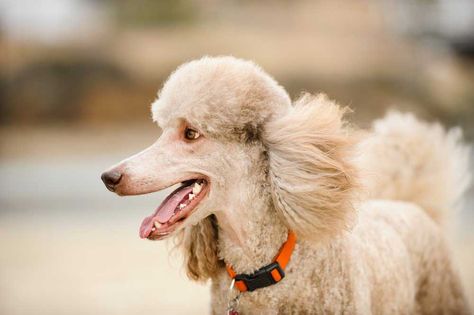 5 Most Common Poodle Health Issues | Lucy Pet Standard Poodle Grooming, Toy Poodle Haircut, Poodle Drawing, Poodle Hair, Poodle Haircut, Mini Poodle, Poodle Puppy Standard, Poodle Dogs, Poodle Cuts