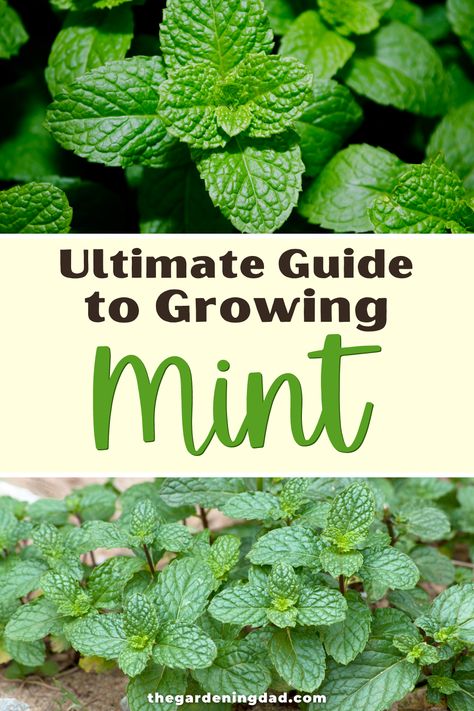 Learn How to Grow Mint with this Ultimate Guide to Growing Mint. Read how to plant, grow, and harvest your mint in an effective, easy, and quick way to produce better and more mint! #mint #herbs #gardening Planting Mint In Pots, Growing Mint In Pots, How To Grow Mint In A Pot, Mint In Containers, Mint In Pots, Potted Mint, Mint Growing, How To Grow Mint, Grow Mint