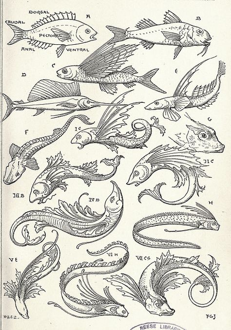 Fish Motif, Fish Drawings, Sea Monsters, Flash Art, Dope Tattoos, Medieval Art, Old Book, Fish Art, Tattoo Flash