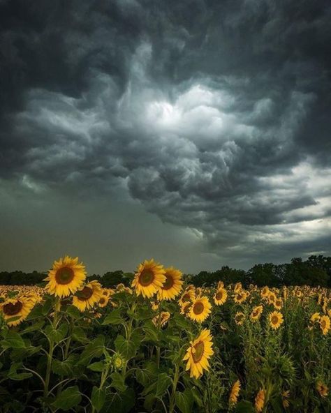 Storm Pictures, Storm Wallpaper, Storm Photography, Stormy Sky, Hapkido, Dark Clouds, Dark Sky, Cloudy Sky, Storm Clouds