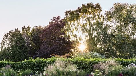 17 simple garden ideas Laurel Hedge, Naturalistic Garden, Front Gardens, Small Vegetable Gardens, Garden Calendar, Planting Plan, Mediterranean Garden, City Garden, Garden Borders