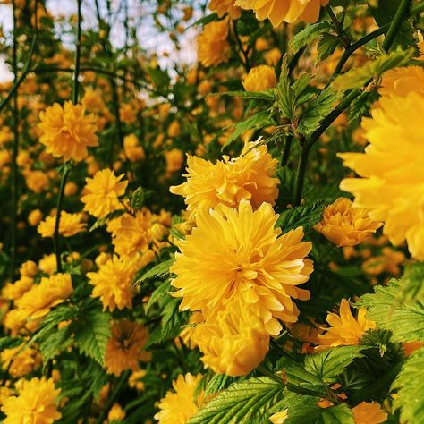 Alannah on Instagram: “A lotta lellow” Alannah Core, Yellow Color, Instagram A, Yellow, Plants, On Instagram, Quick Saves, Color, Instagram