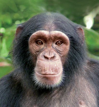 Chimpanzee Recent Science and Research Roundup Wallpaper Dog Aesthetic, Animals And Pet Supplies, Dog Tattoo Ideas, Animal Makeup, Wallpaper Dog, Animals Tattoo, Monkey Pictures, Monkey Face, Animal Art Prints