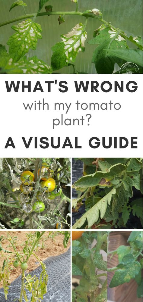 Tomato Leaf Problems, Tomato Plant Diseases, Tomato Diseases, Tomatoes Plants Problems, Tanaman Tomat, Tomato Problems, Plant Leaves Turning Yellow, Tomato Leaves, Compost Container