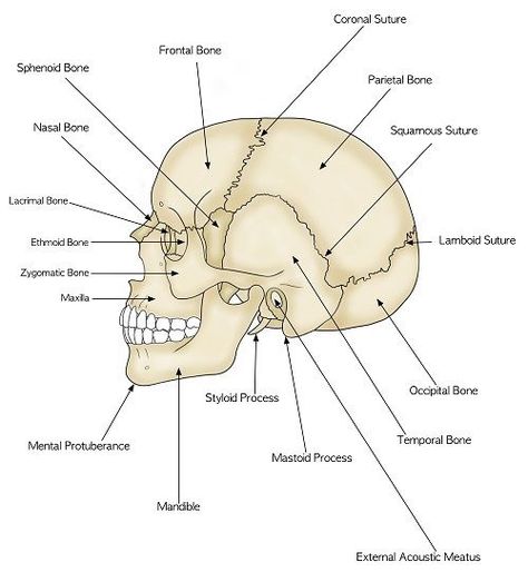 Skull And Brain, Emt Study, Skull Anatomy, Brain Anatomy, Medical Billing And Coding, Human Anatomy And Physiology, Medical Anatomy, Medical Coding, Nursing Tips