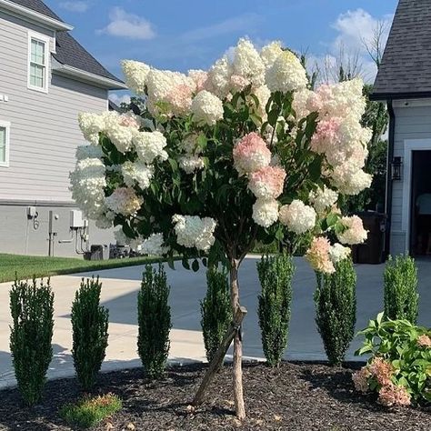 Standard Hydrangea Tree, Wall Of Hydrangeas, Lime Light Hydrangea Tree, Large Hydrangea Bush, Pee Gee Hydrangea Tree, Vanilla Strawberry Hydrangea Tree, Limelight Hydrangea Tree Landscaping, Tall Hydrangea Bush, Quick Fire Hydrangea Tree